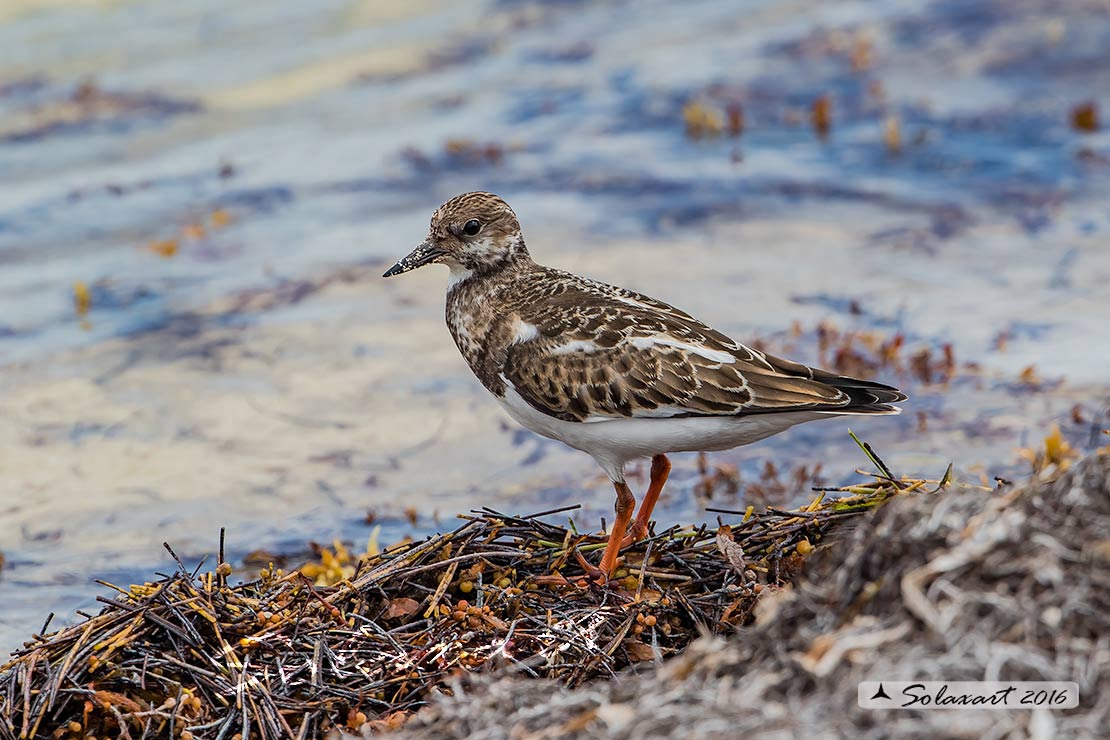 Arenaria interpres :   Voltapietre  ;   Ruddy turnstone 