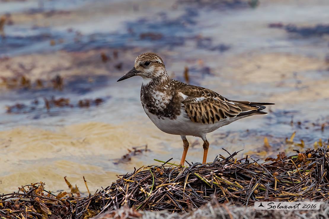 Arenaria interpres :   Voltapietre  ;   Ruddy turnstone 