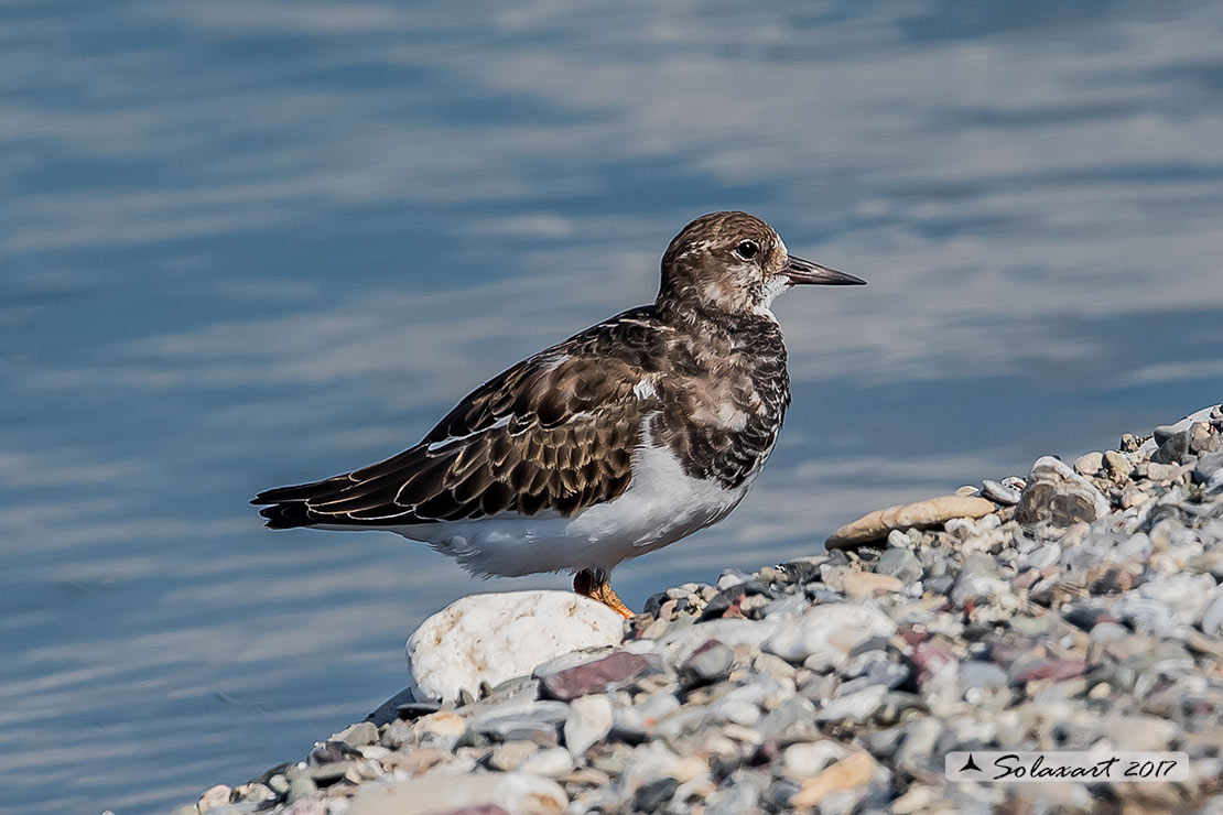 Arenaria interpres :   Voltapietre  ;   Ruddy turnstone 