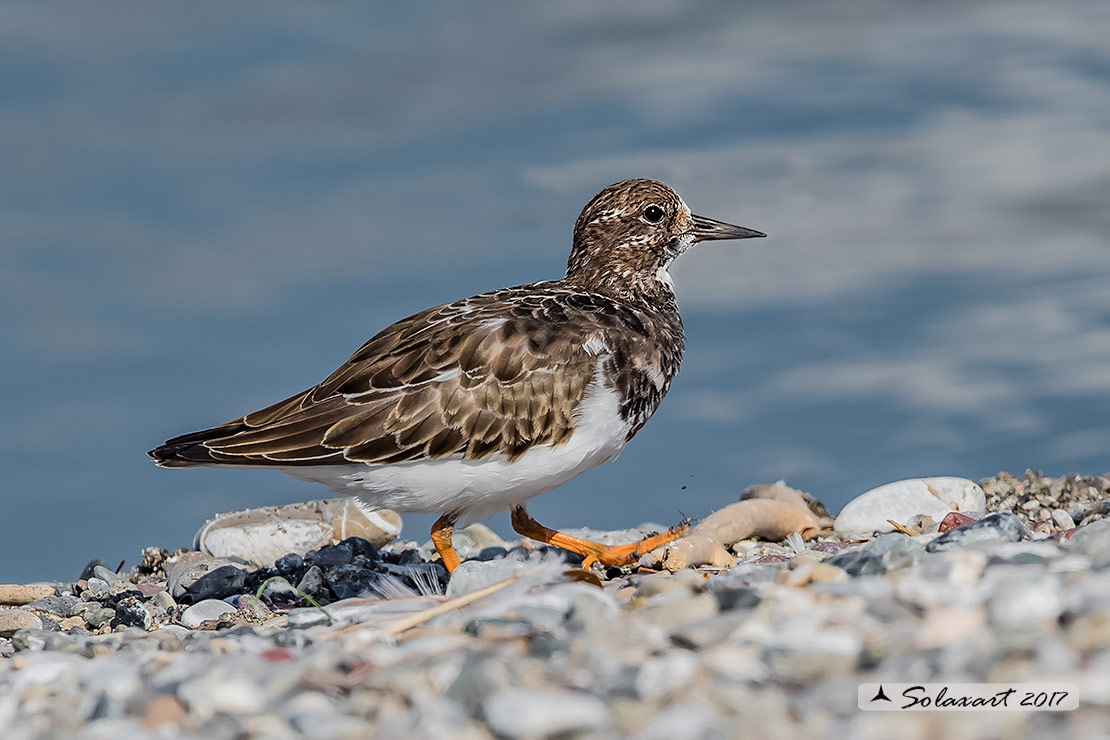 Arenaria interpres :   Voltapietre  ;   Ruddy turnstone 