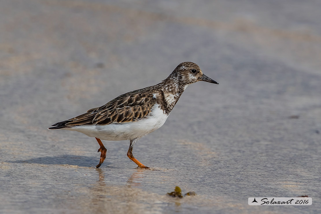 Arenaria interpres :   Voltapietre  ;   Ruddy turnstone 