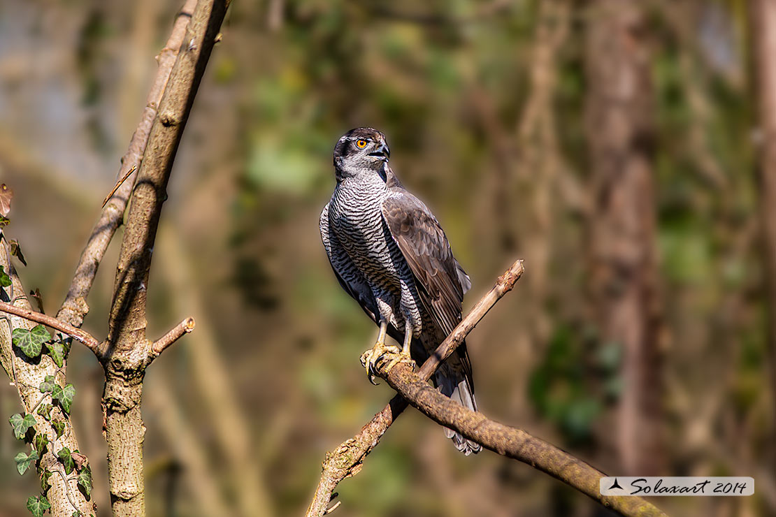 Accipiter gentilis - Astore - Northern Goshawk