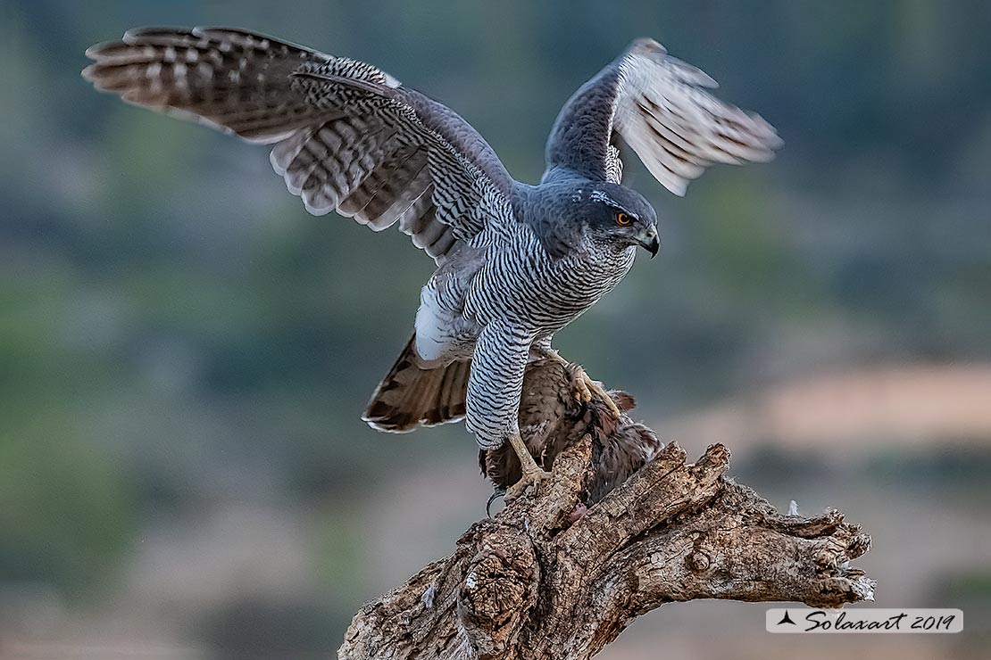 Accipiter gentilis - Astore - Northern Goshawk