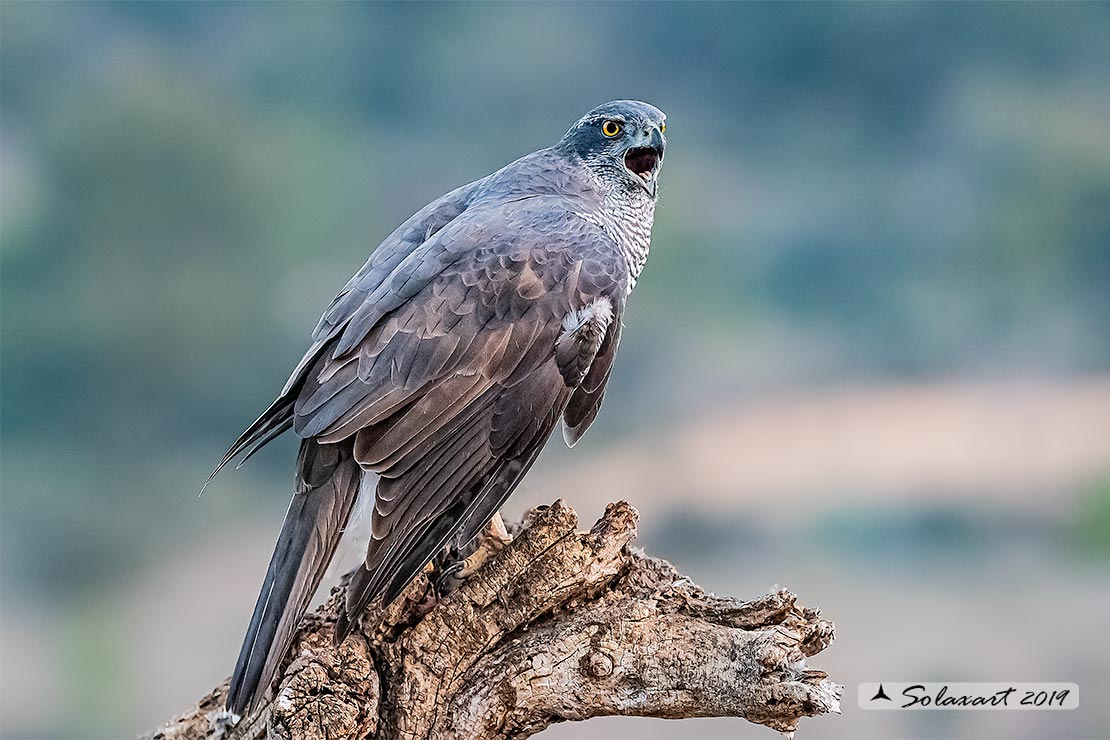 Accipiter gentilis - Astore - Northern Goshawk