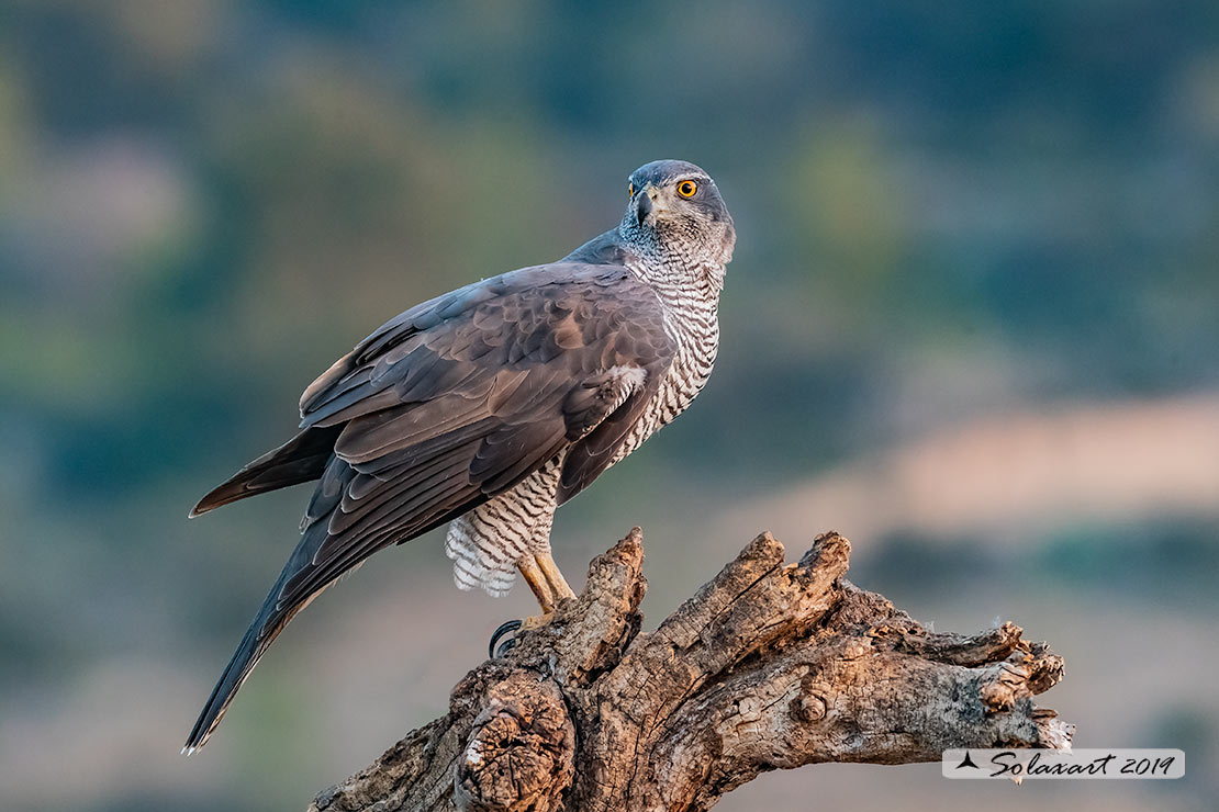 Accipiter gentilis - Astore - Northern Goshawk