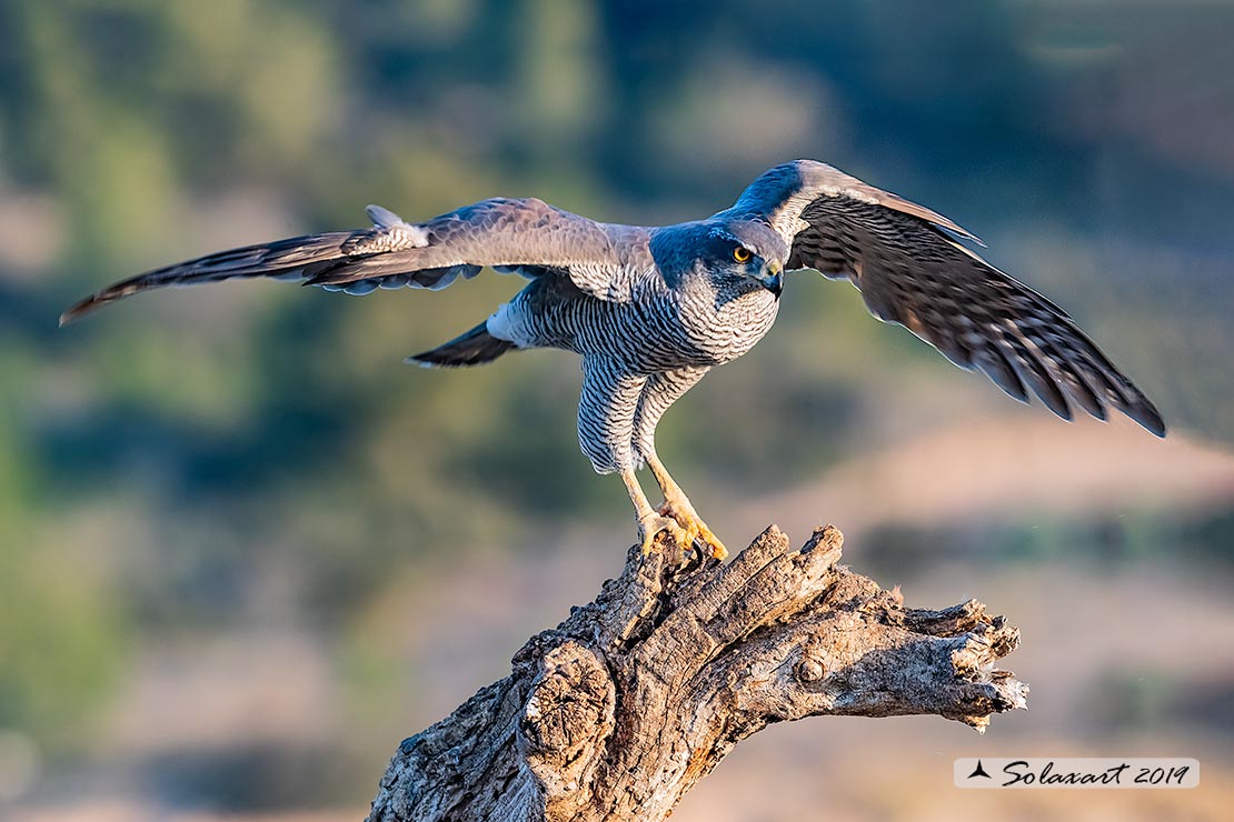 Accipiter gentilis - Astore - Northern Goshawk