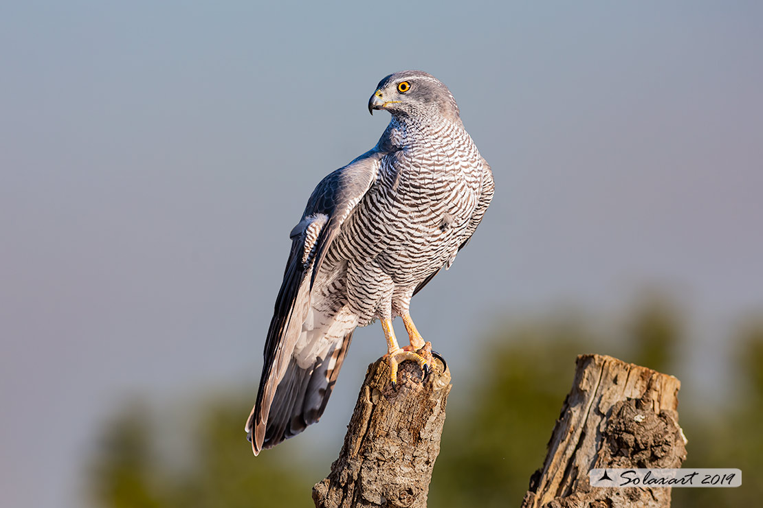 Accipiter gentilis - Astore - Northern Goshawk