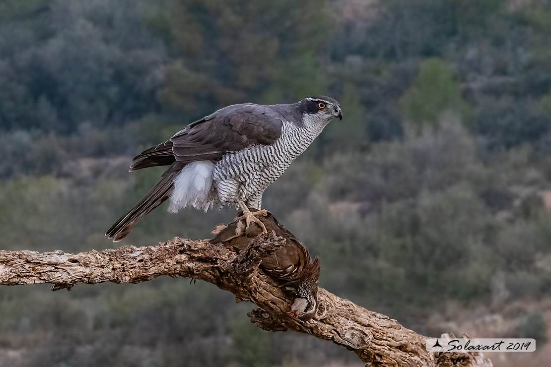 Accipiter gentilis - Astore - Northern Goshawk