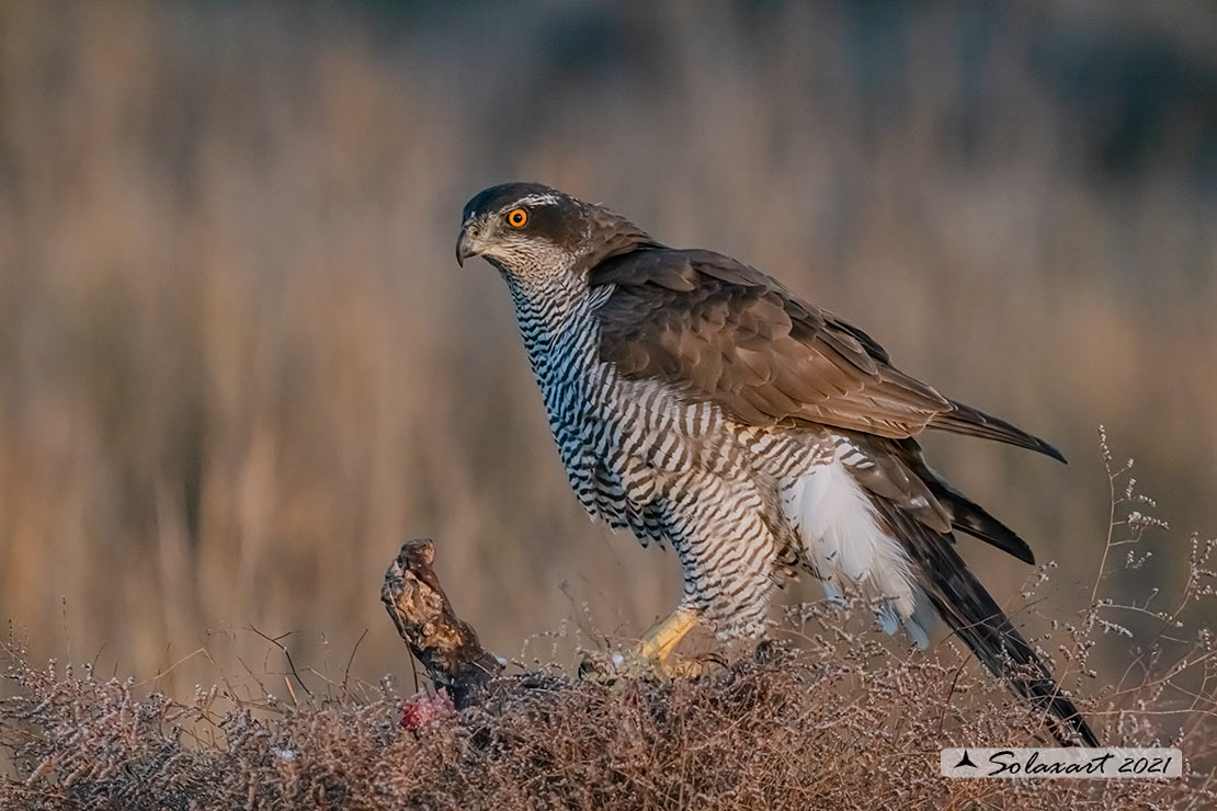 Accipiter gentilis - Astore - Northern Goshawk