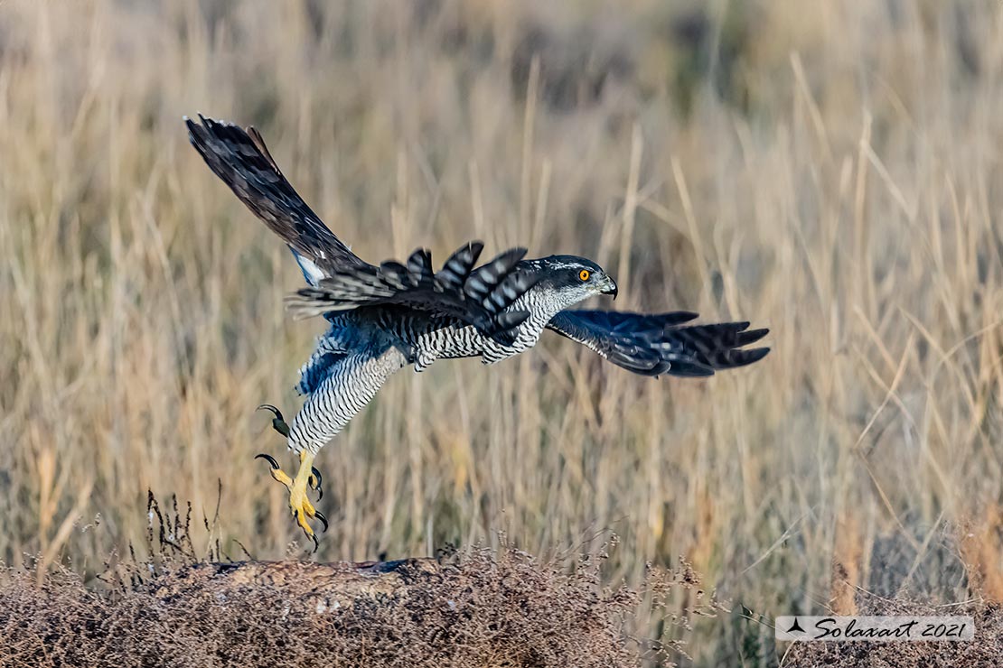 Accipiter gentilis - Astore - Northern Goshawk