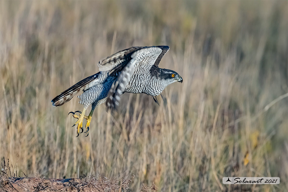 Accipiter gentilis - Astore - Northern Goshawk