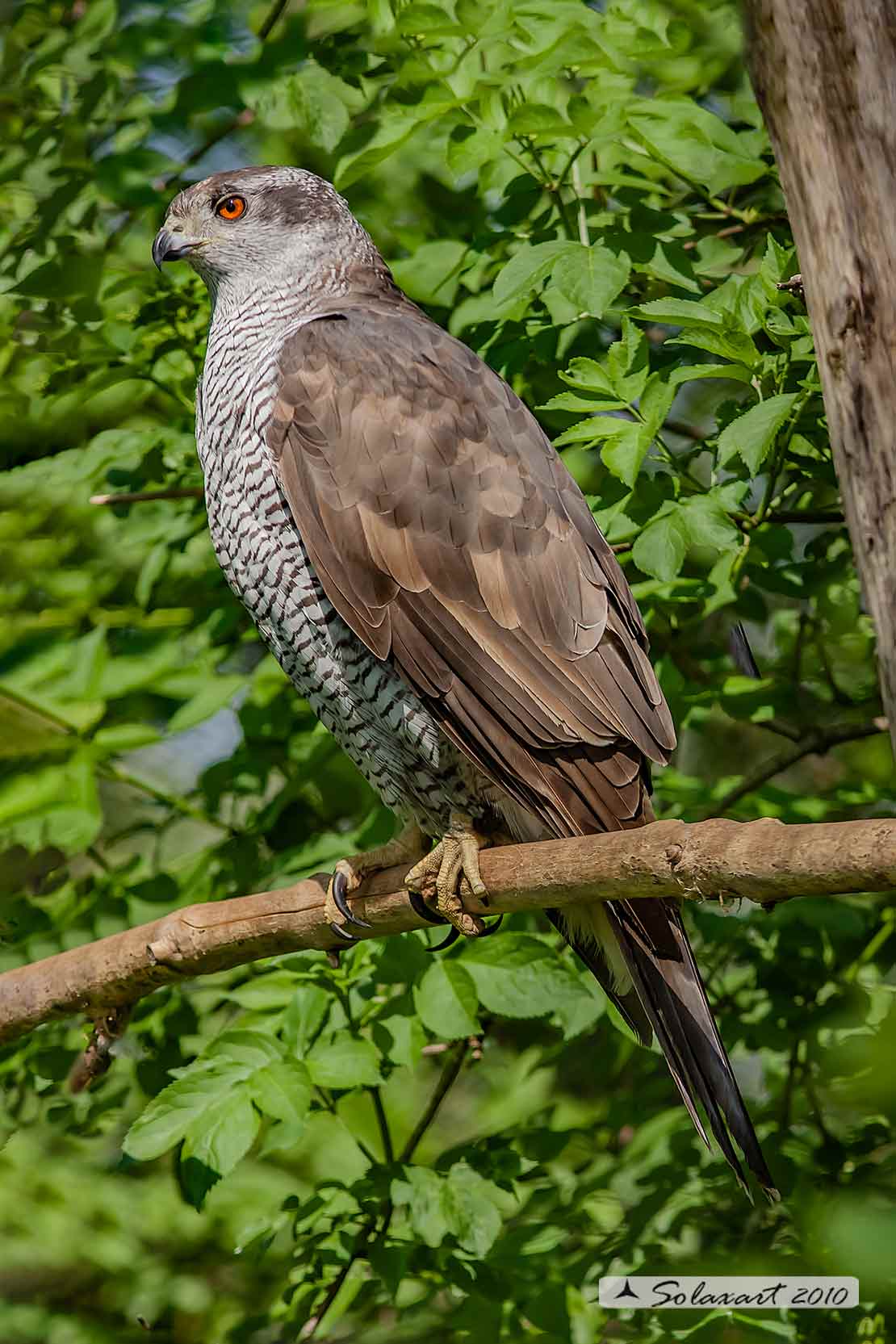 Accipiter gentilis - Astore - Northern Goshawk