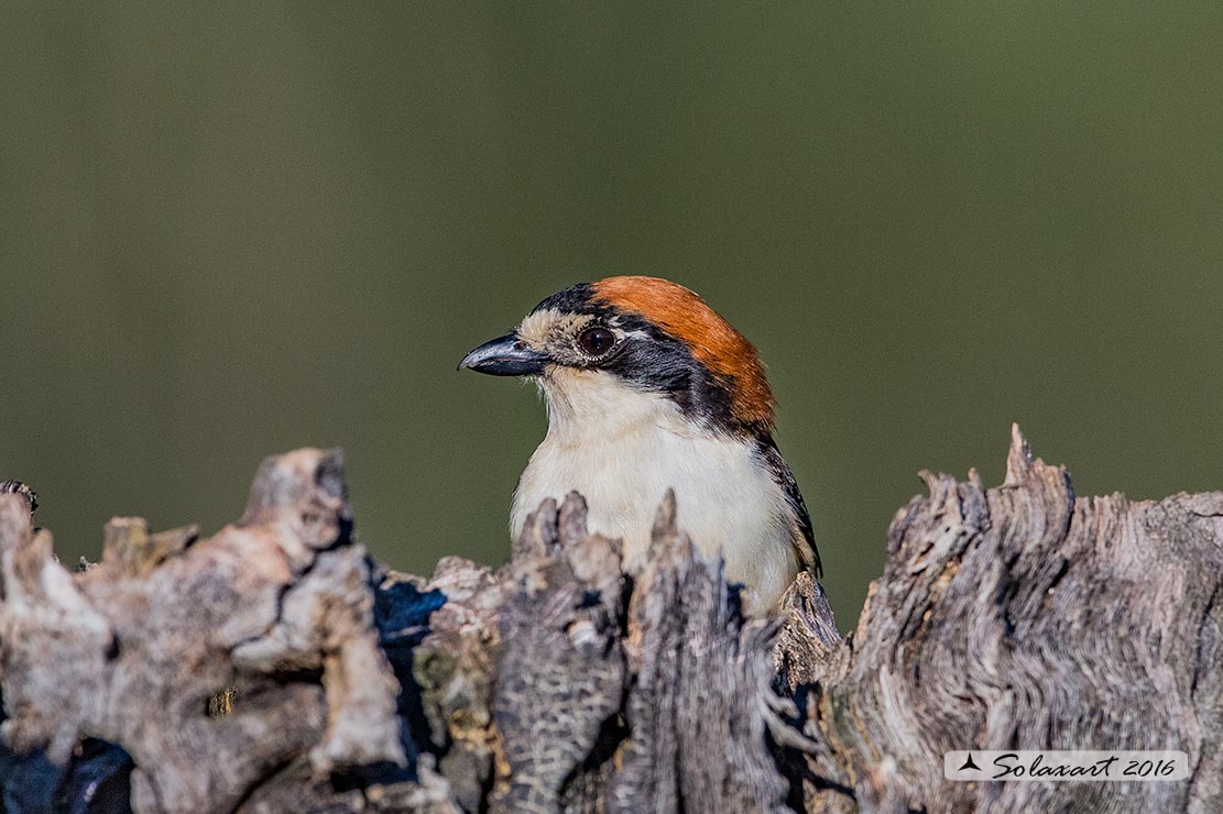 Lanius senator - Averla capirossa - Woodchat Shrike