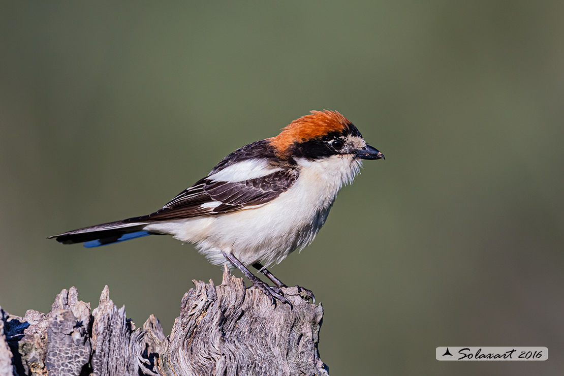Lanius senator - Averla capirossa - Woodchat Shrike