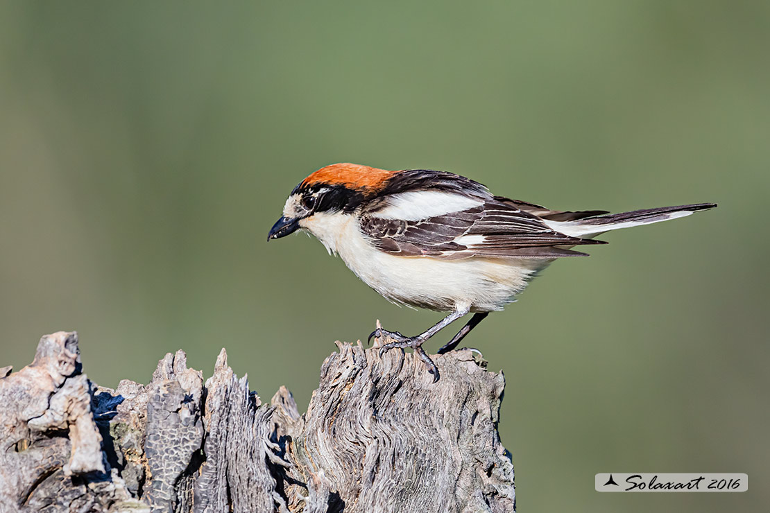 Lanius senator - Averla capirossa - Woodchat Shrike