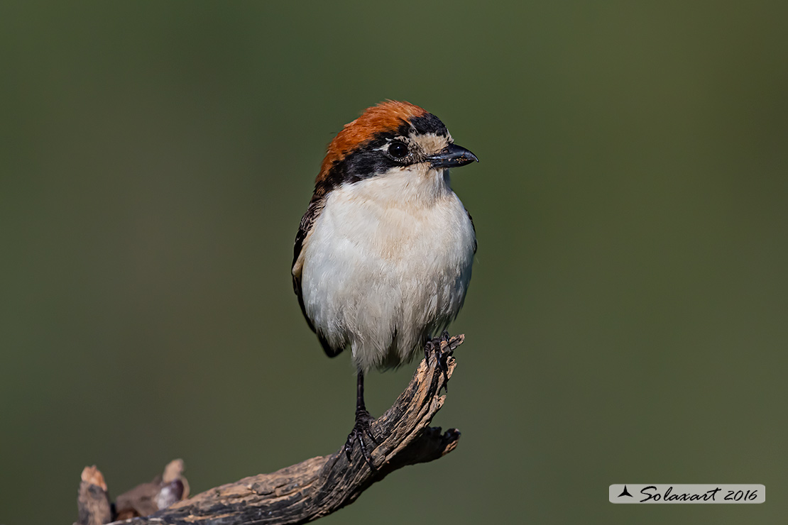 Lanius senator - Averla capirossa - Woodchat Shrike