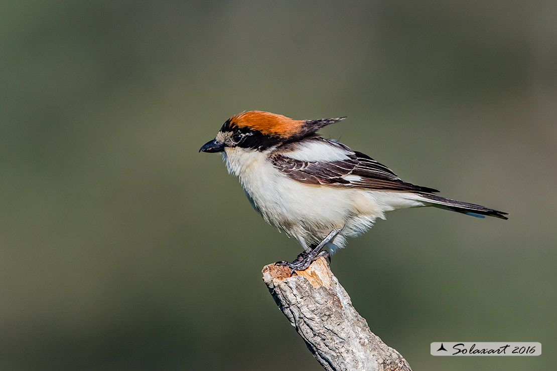 Lanius senator - Averla capirossa - Woodchat Shrike