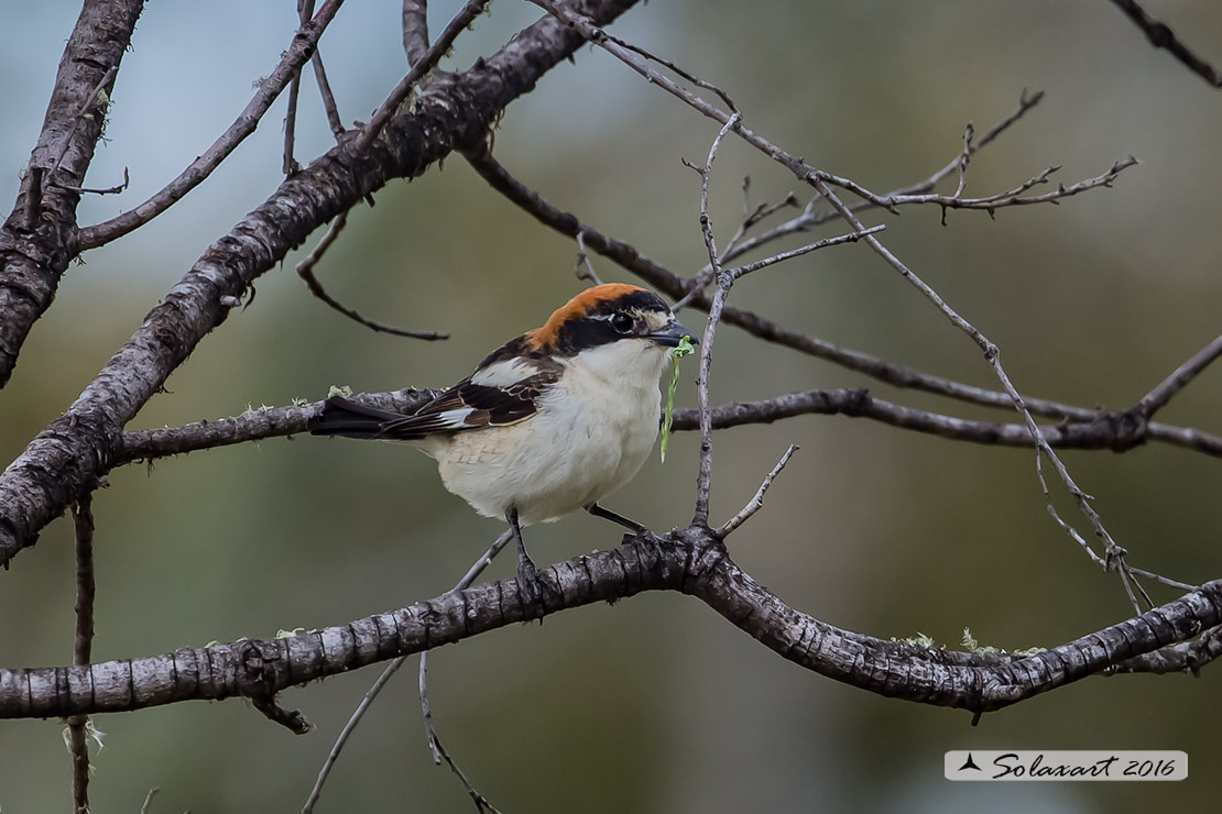 Lanius senator - Averla capirossa - Woodchat Shrike