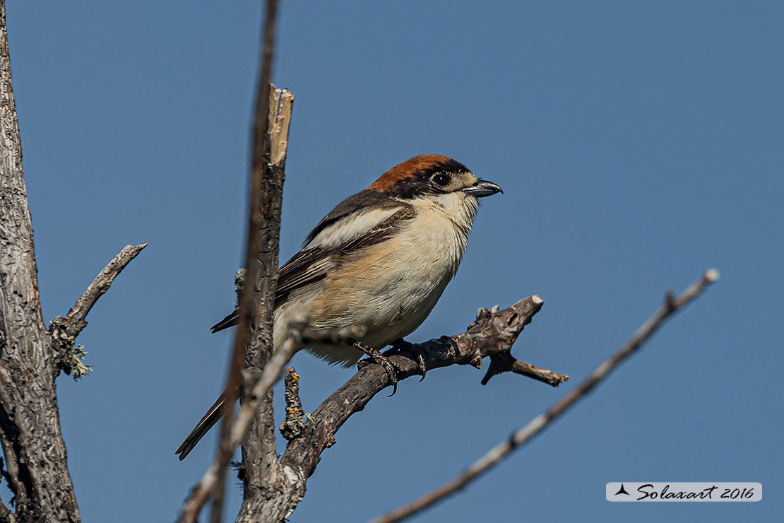 Lanius senator - Averla capirossa - Woodchat Shrike