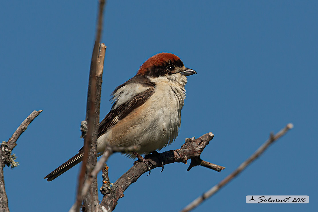 Lanius senator - Averla capirossa - Woodchat Shrike