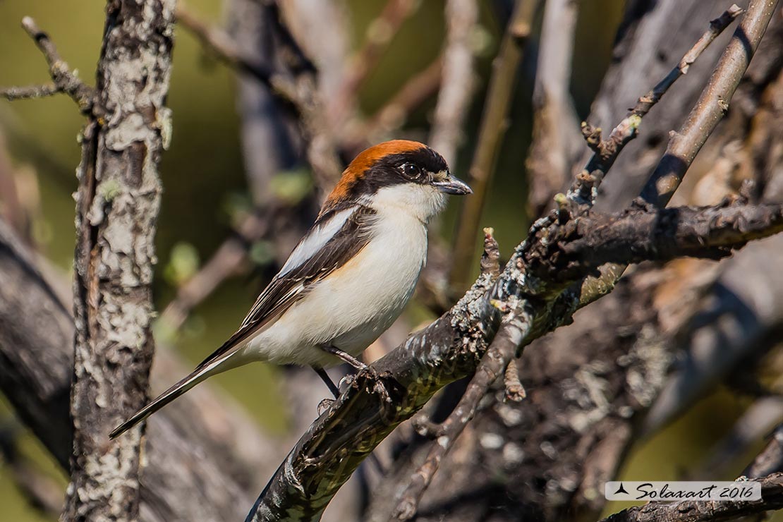 Lanius senator - Averla capirossa - Woodchat Shrike