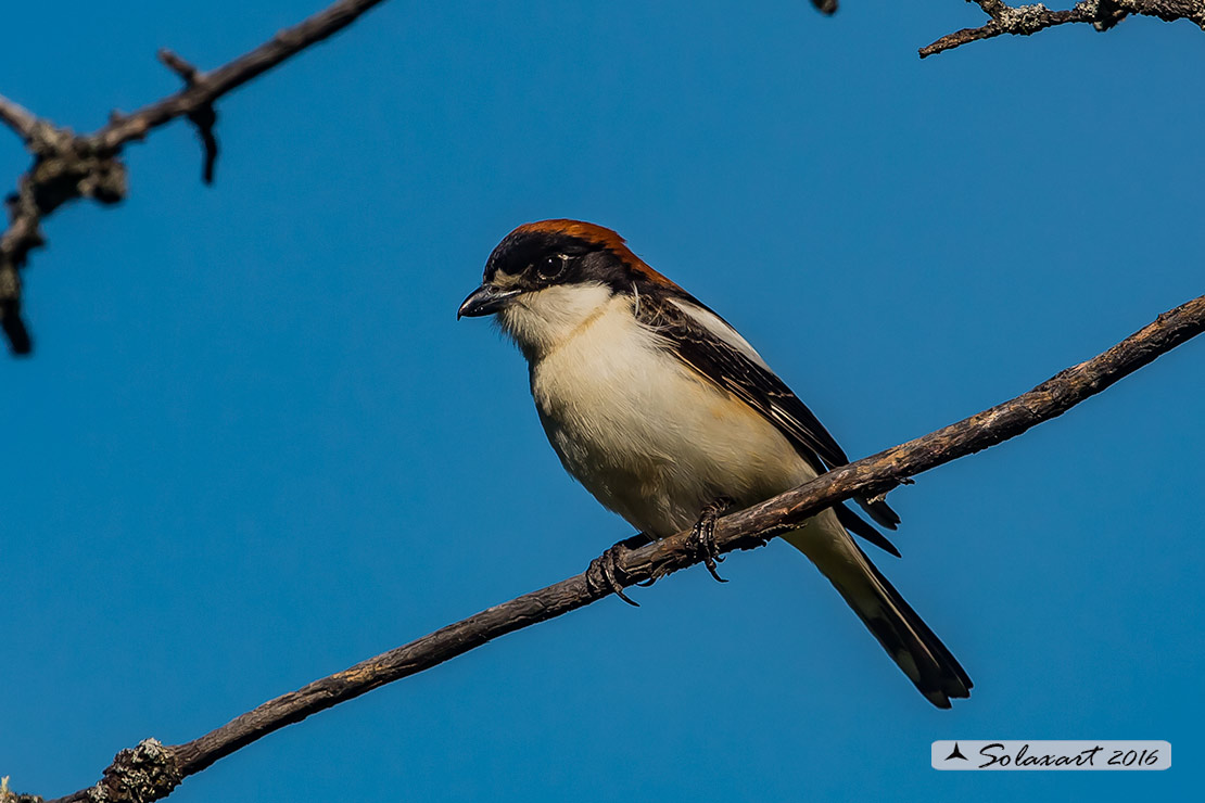 Lanius senator - Averla capirossa - Woodchat Shrike