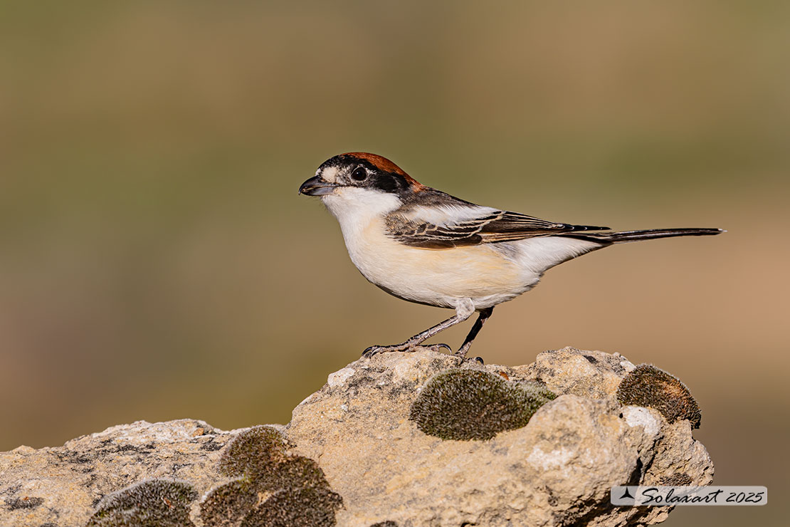 Lanius senator - Averla capirossa - Woodchat Shrike