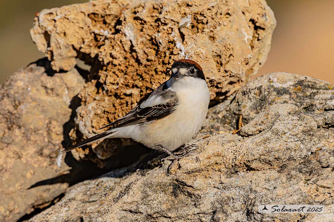 Lanius senator - Averla capirossa - Woodchat Shrike