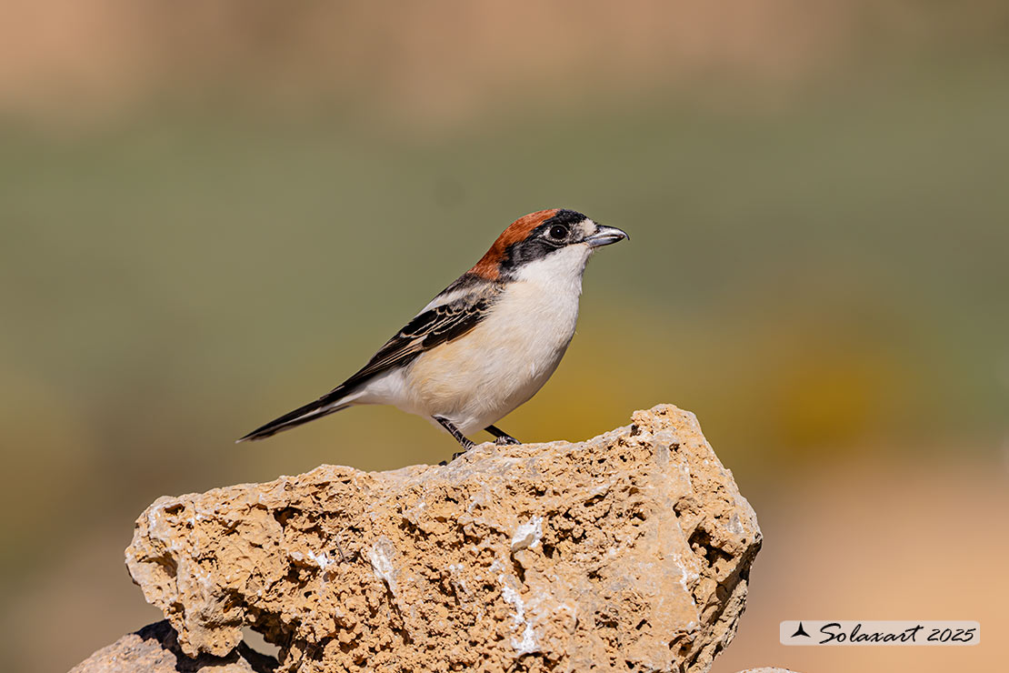 Lanius senator - Averla capirossa - Woodchat Shrike