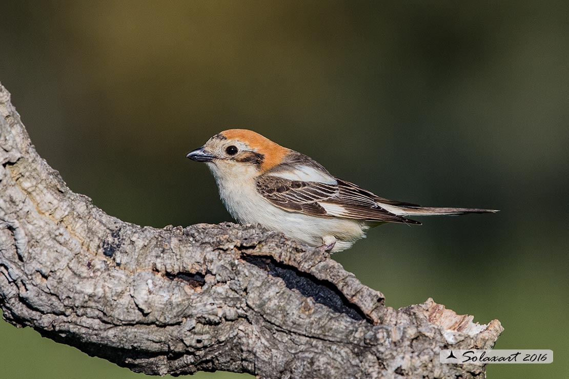 Lanius senator - Averla capirossa - Woodchat Shrike