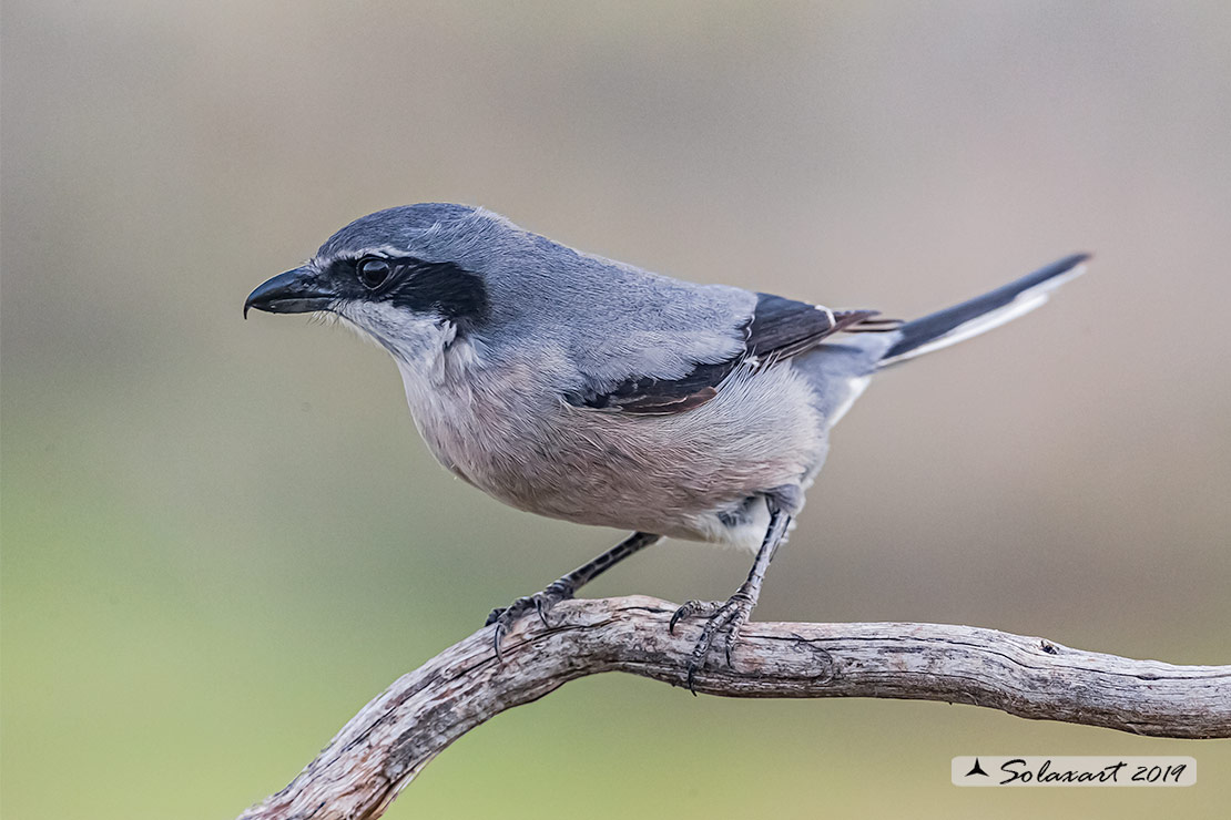 Lanius excubitor - Averla maggiore - Great grey shrike