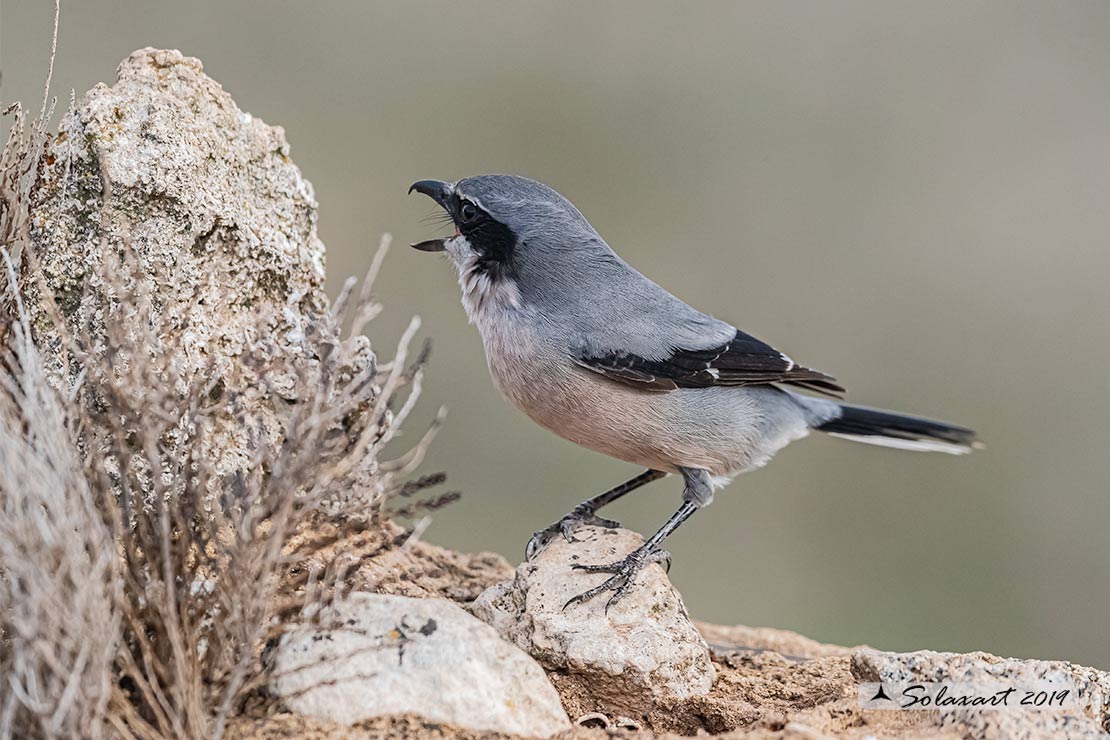 Lanius excubitor - Averla maggiore - Great grey shrike