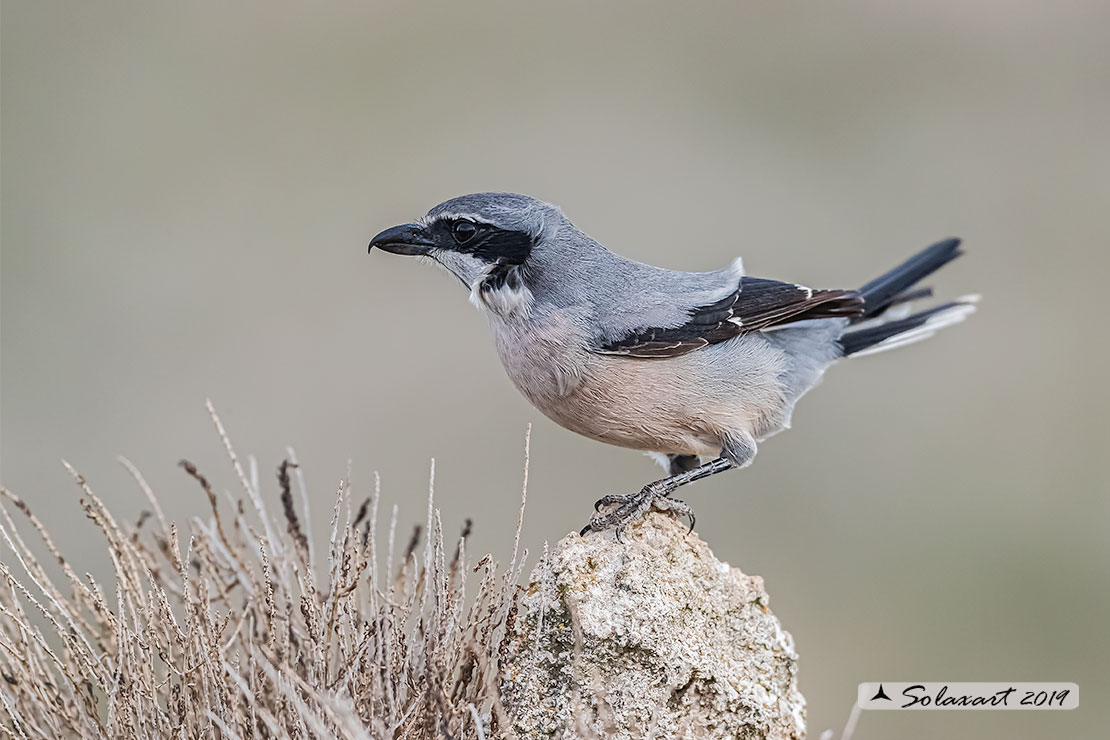 Lanius excubitor - Averla maggiore - Great grey shrike