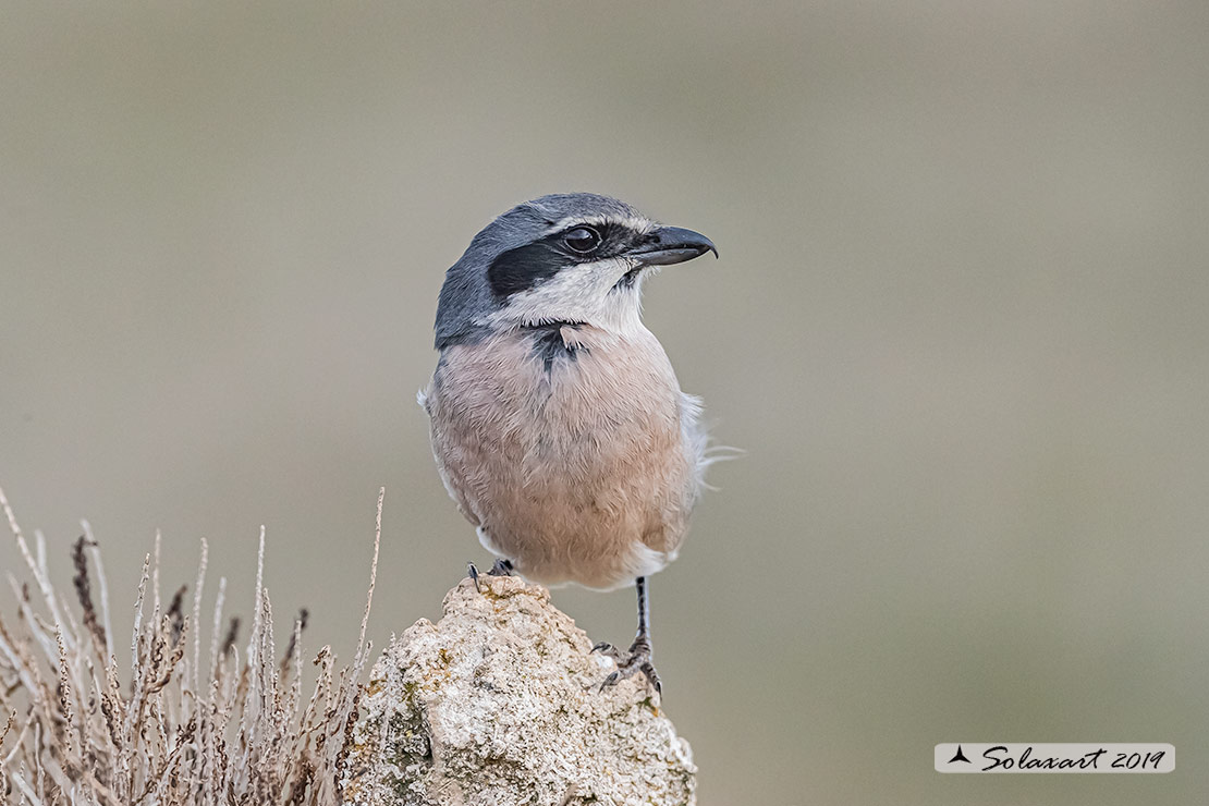 Lanius excubitor - Averla maggiore - Great grey shrike