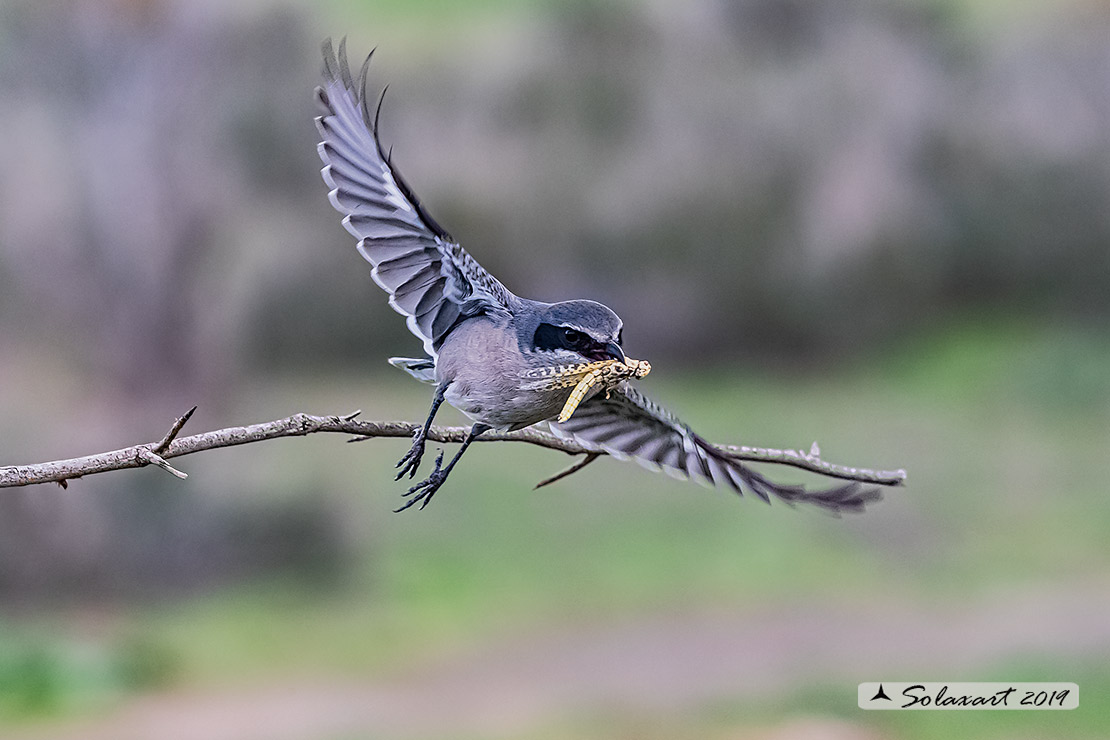 Lanius excubitor - Averla maggiore - Great grey shrike