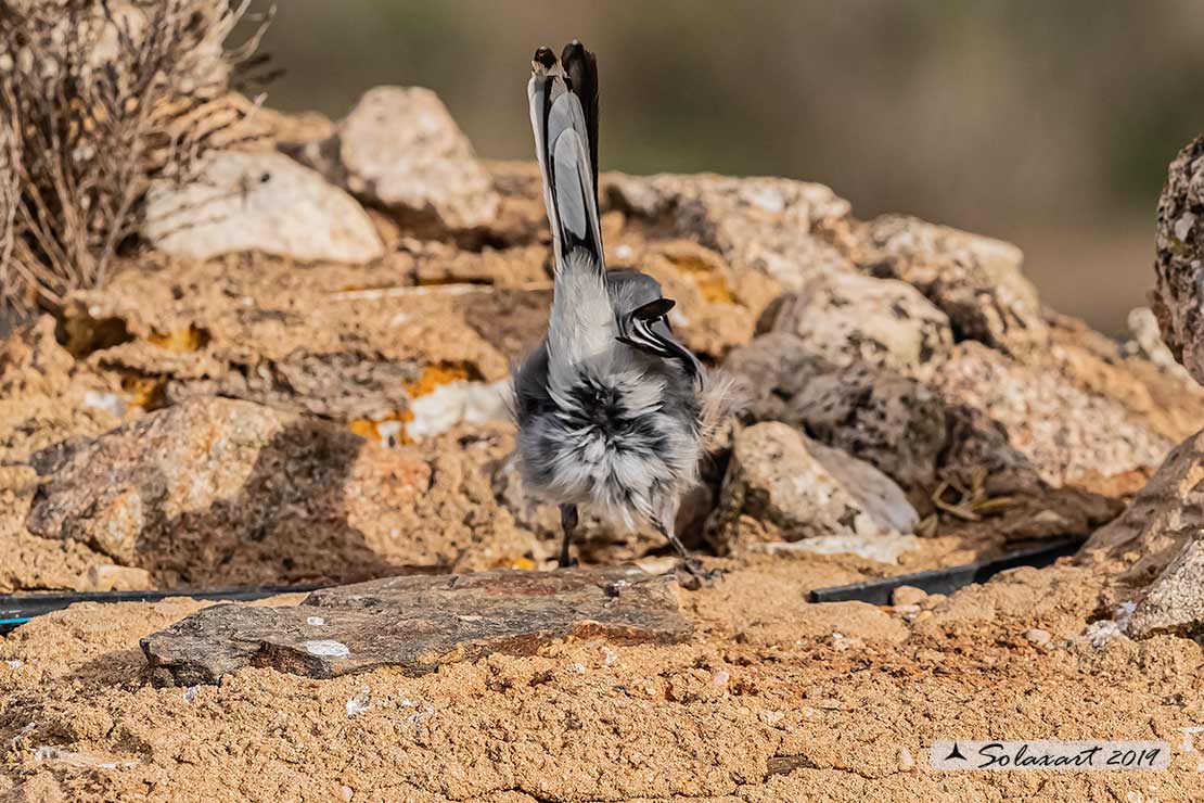 Lanius excubitor - Averla maggiore - Great grey shrike