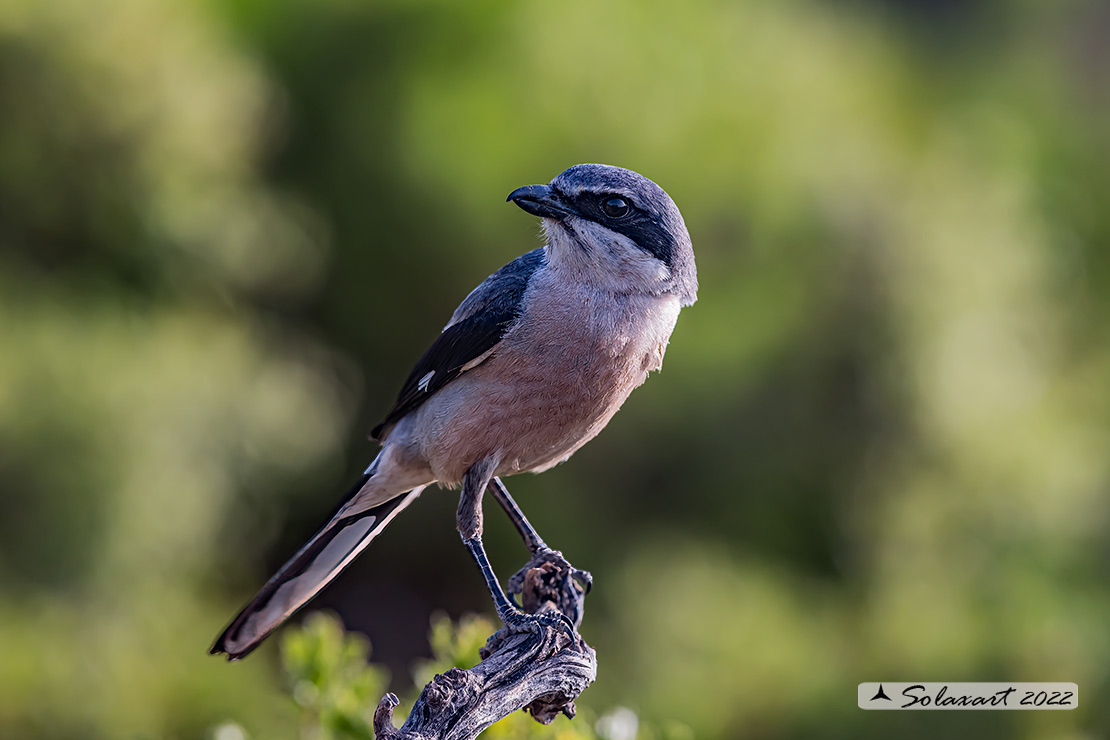 Lanius excubitor - Averla maggiore - Great grey shrike