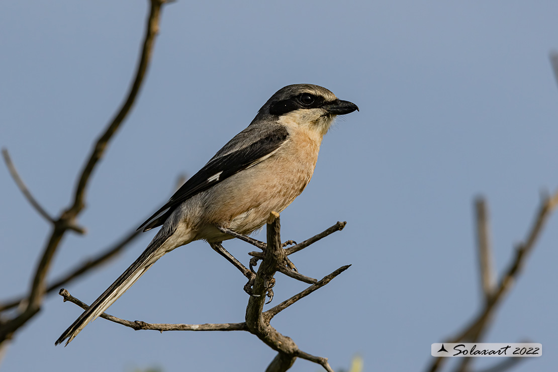 Lanius excubitor - Averla maggiore - Great grey shrike