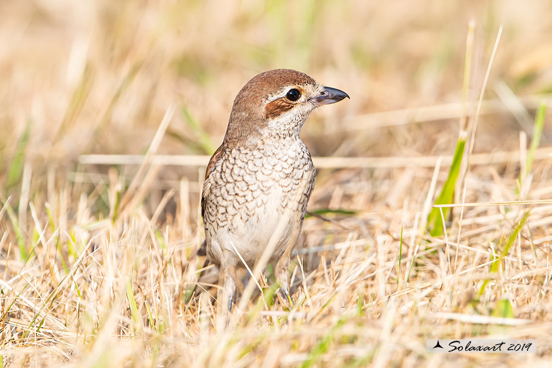 Lanius collurio: Averla piccola; Red-backed Shrike