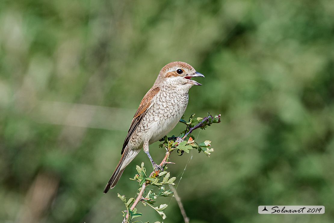 Lanius collurio: Averla piccola; Red-backed Shrike