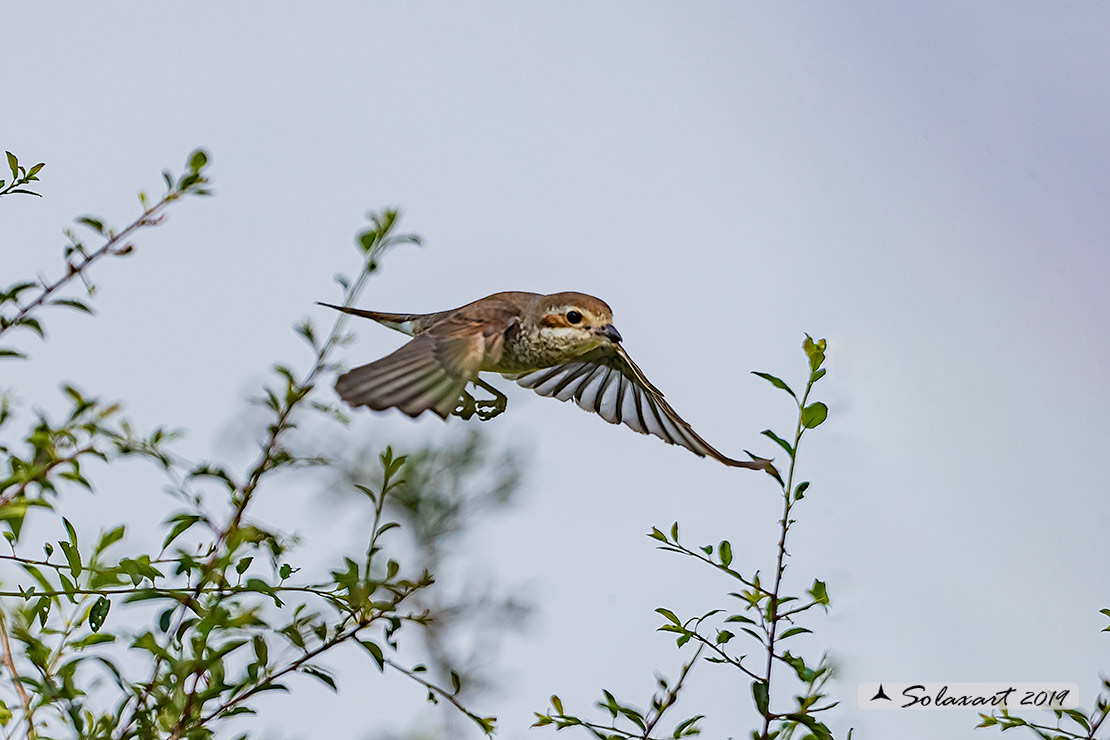 Lanius collurio: Averla piccola; Red-backed Shrike