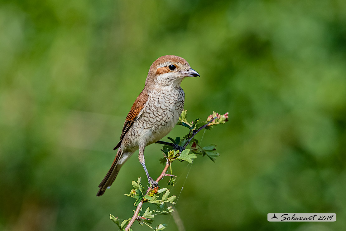 Lanius collurio: Averla piccola; Red-backed Shrike