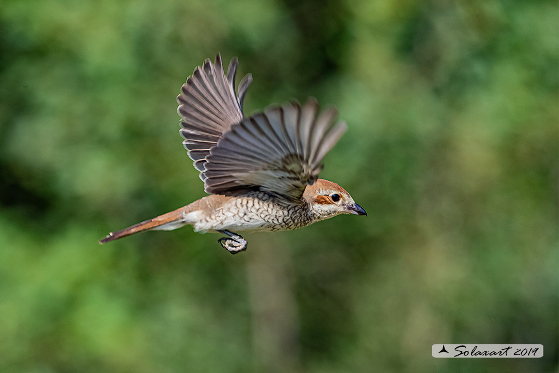 Lanius collurio: Averla piccola; Red-backed Shrike