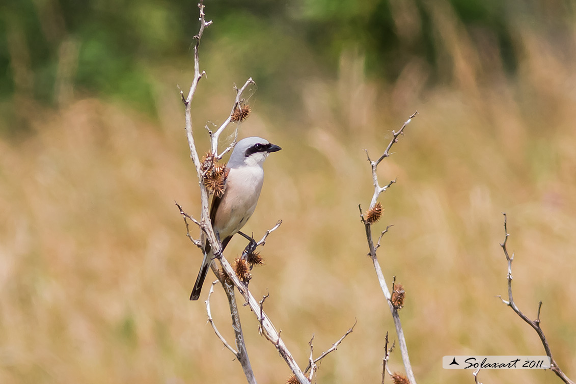 Lanius collurio: Averla piccola; Red-backed Shrike