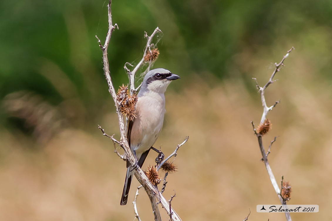 Lanius collurio: Averla piccola; Red-backed Shrike