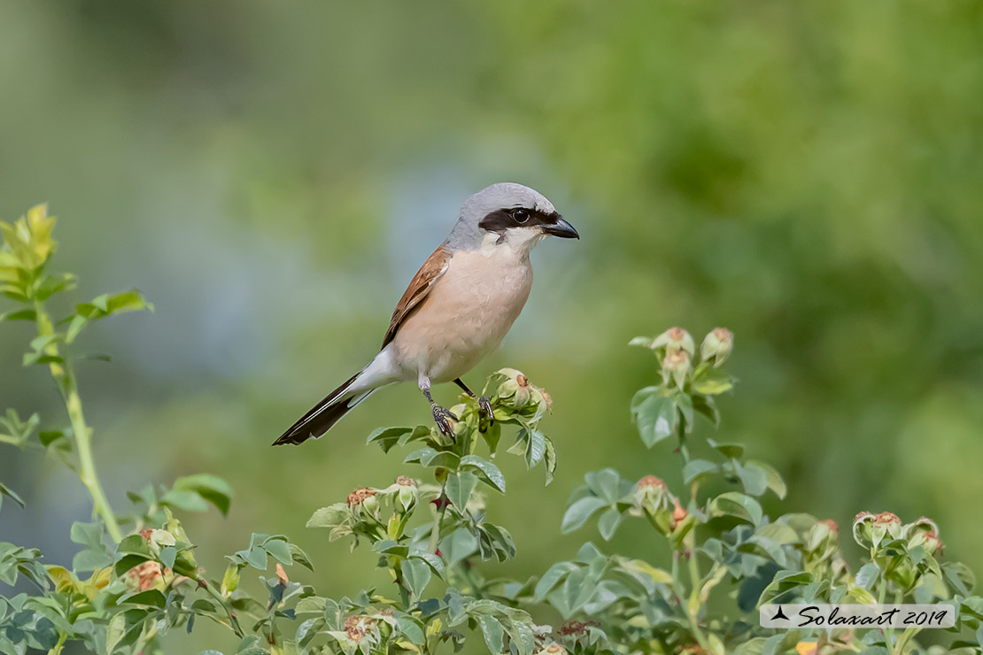 Lanius collurio: Averla piccola; Red-backed Shrike