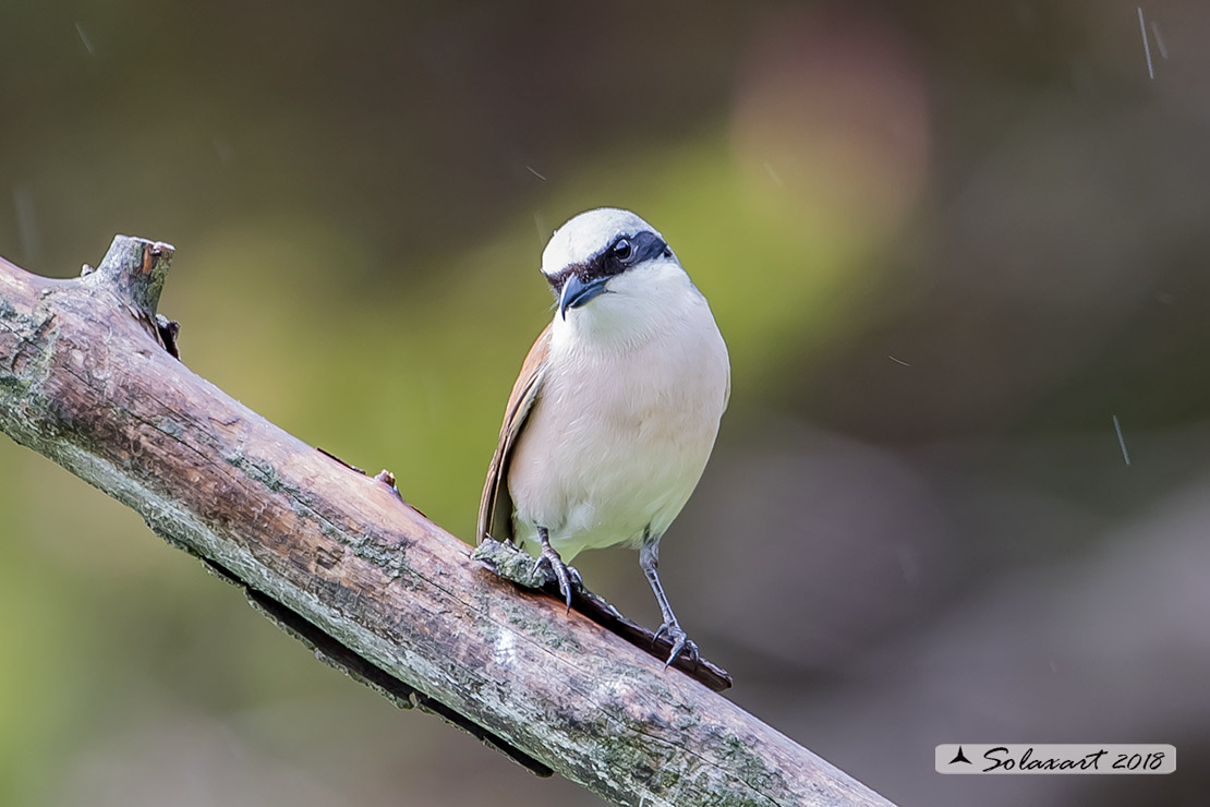 Lanius collurio: Averla piccola; Red-backed Shrike