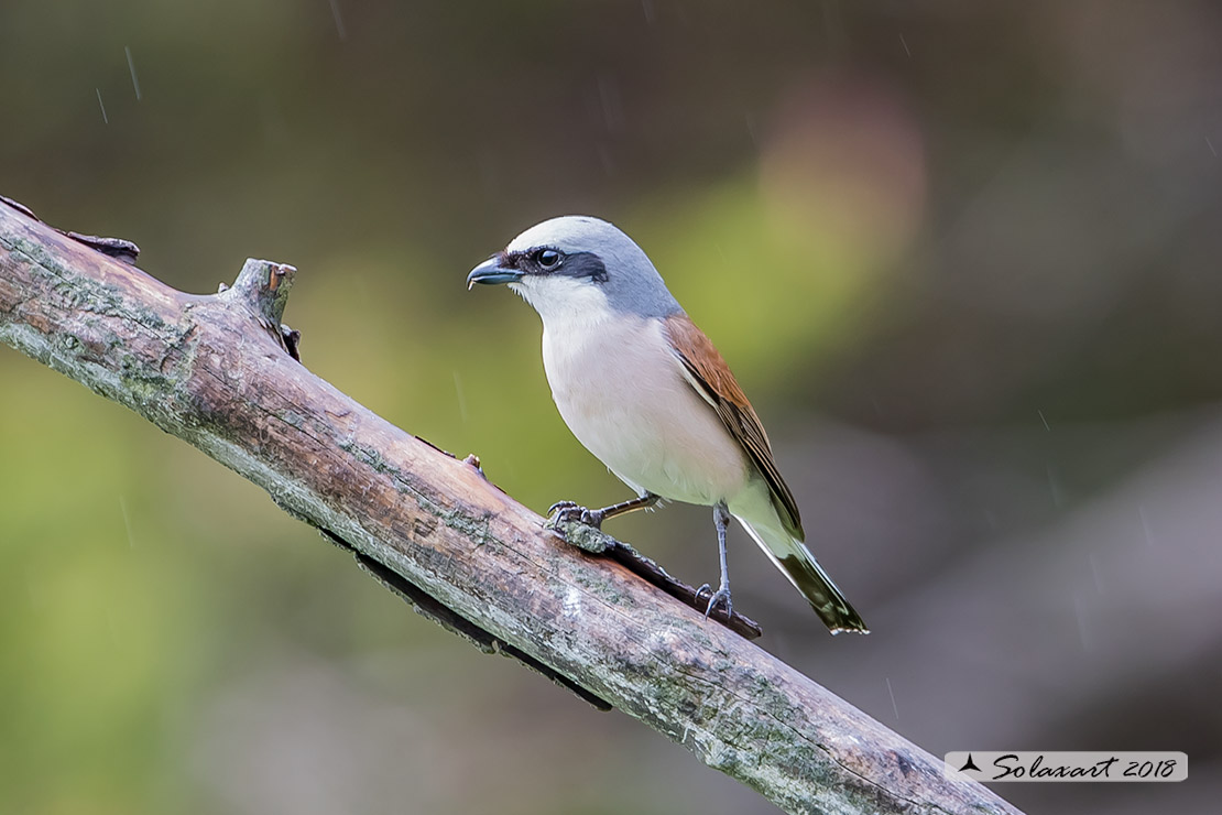 Lanius collurio: Averla piccola; Red-backed Shrike