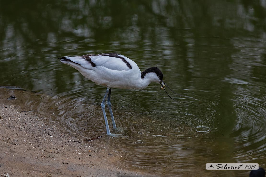 Recurvirostra avosetta: Avocetta; Pied Avocet