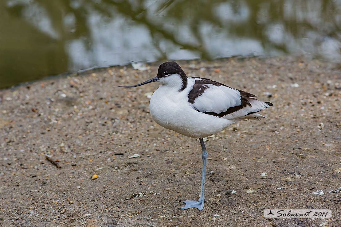 Recurvirostra avosetta: Avocetta; Pied Avocet